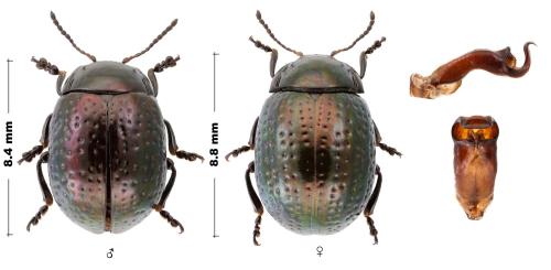 Chrysolina cretica